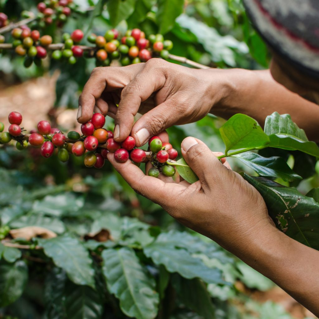 Social Media Organic Coffee Importer