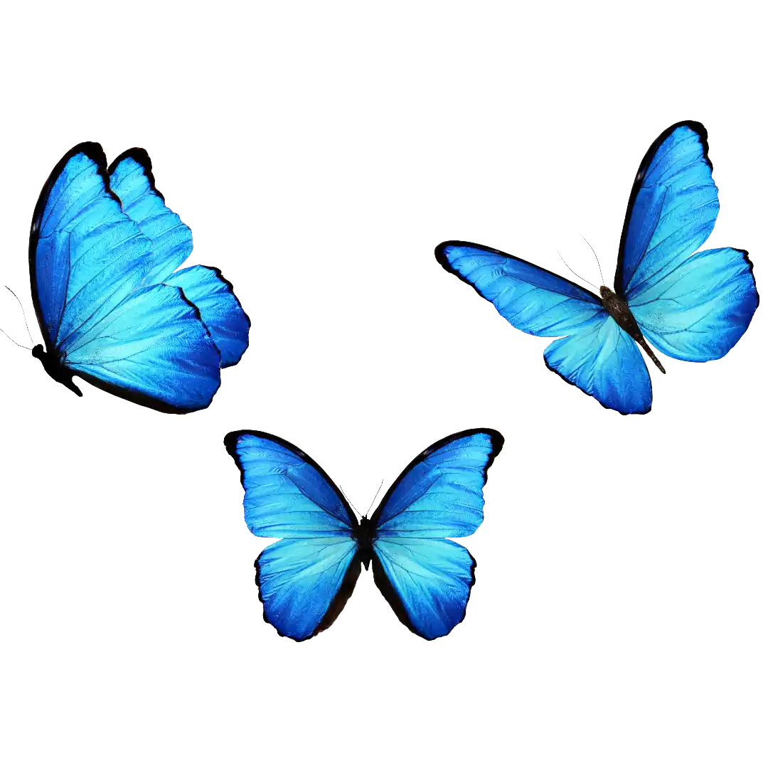 Seo social media freelancer large